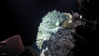 A sponge the size of a minivan, the largest on record, was found in 2015 during a deep-sea expedition in Papahānaumokuākea Marine National Monument off Hawaii. These bizarre creatures are humanity's most distant animal cousins, according to new research.