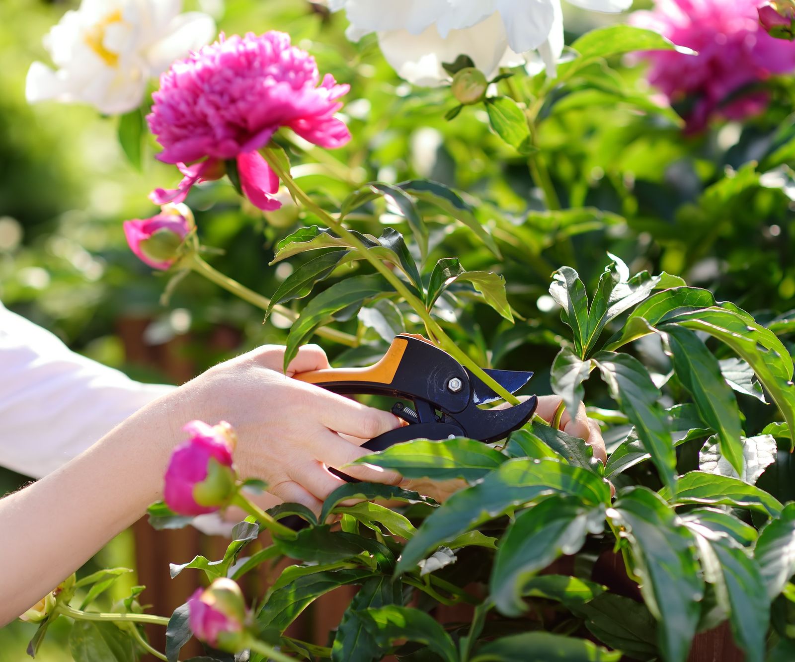 Deadheading Peonies: How To Do It And Why | Gardening Know How
