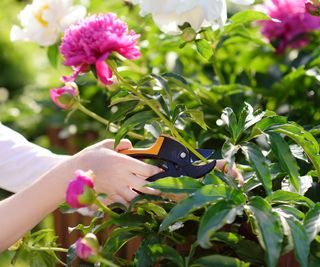 A woman's hands cutting a peony blossom with pruners