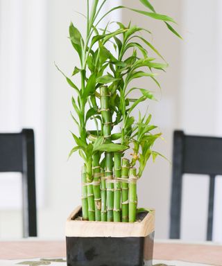 feng shui plants to avoid bamboo plant