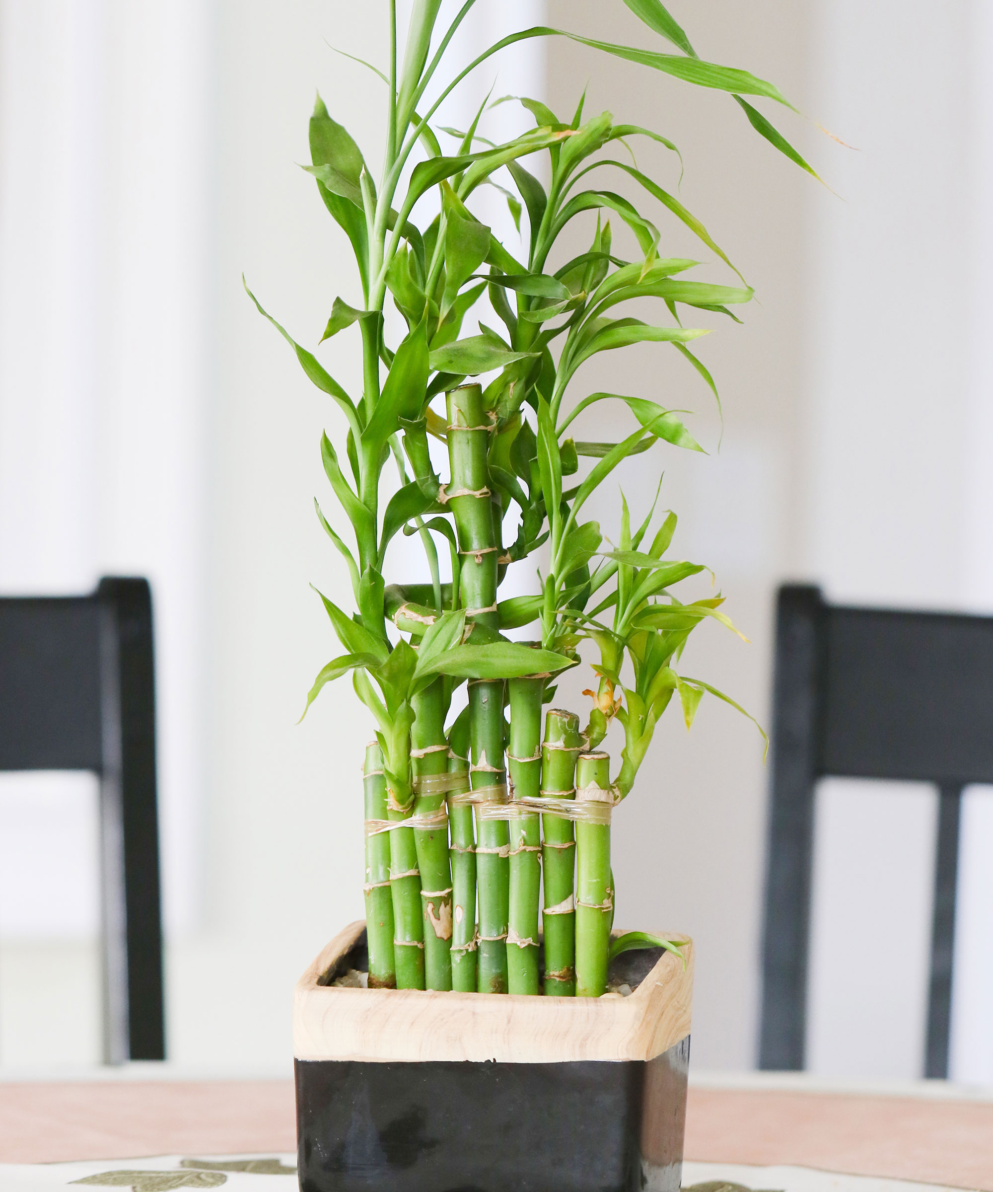 Feng Shui plants to avoid: The experts tell us what to use instead ...