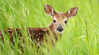 Most unusual pets - Fawn