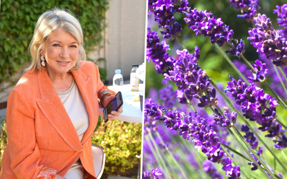 Martha Stewart and lavender