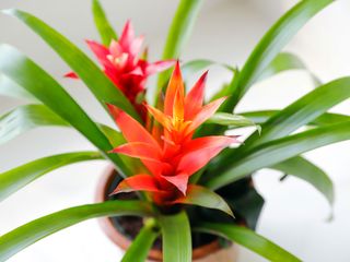 Bromeliad house plant with flower