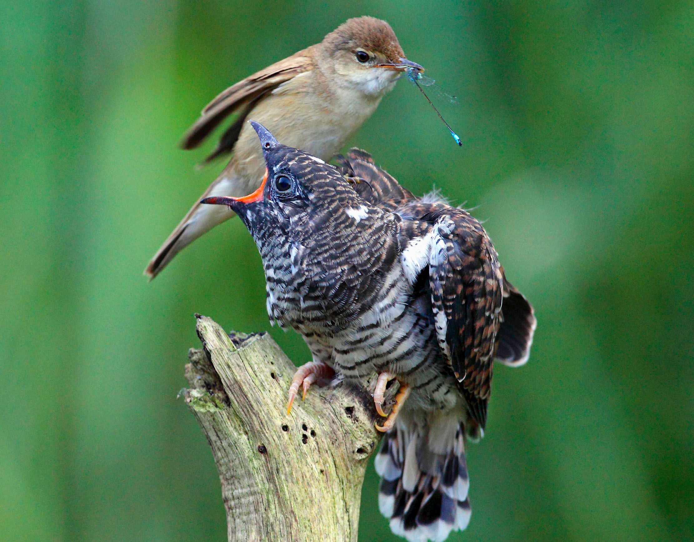 A reed warbler feeding a fledged cuckoo chick with a dragonfly — tiny foster parents keep feeding the cuckoos, even when they&#039;ve witnessed them ejecting their foster-siblings from the nest.