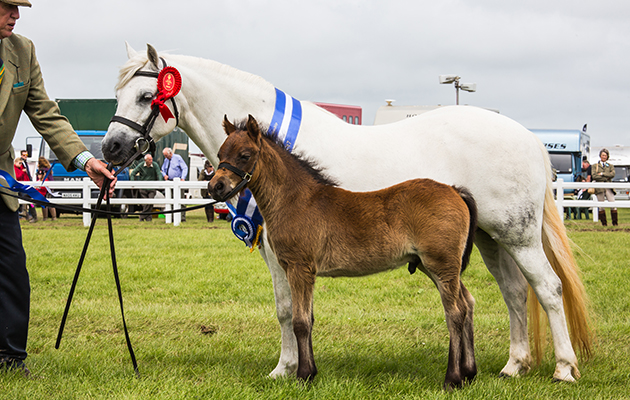 530 Moortown New Romance &amp;amp; John Jordan - Dartmoor Pony Champion