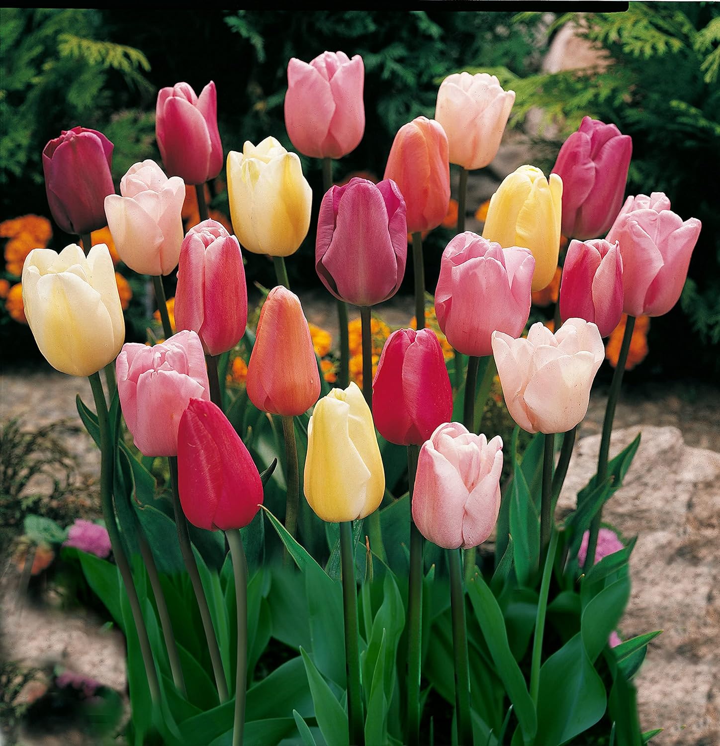 Mixed Triumph Tulip - 50 Bulbs