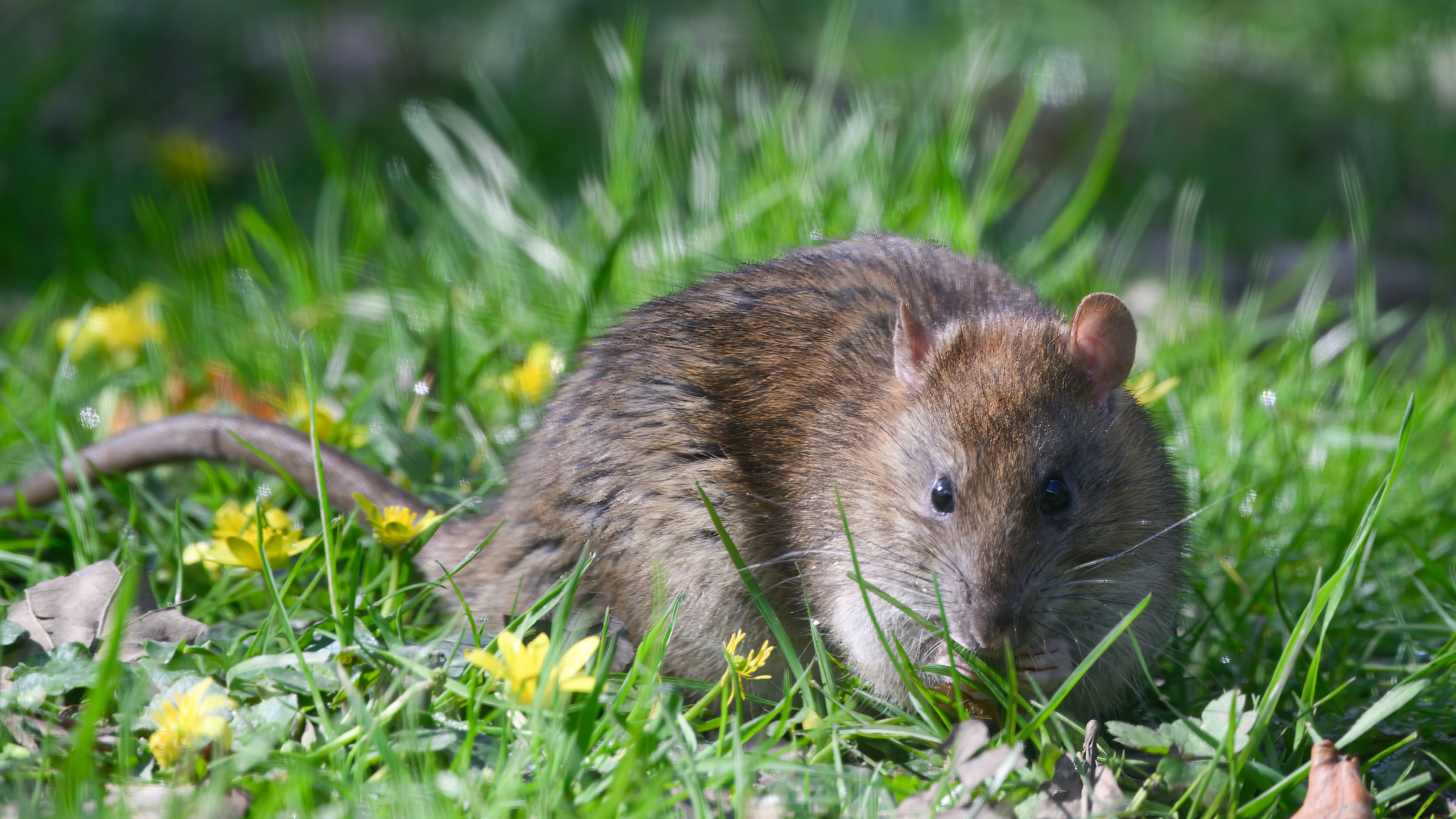 Brown rat in a garden.