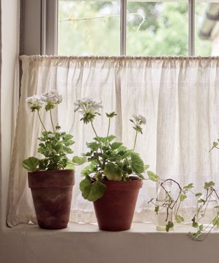 cottage window with white linen cafe curtain and terracotta potted daisies