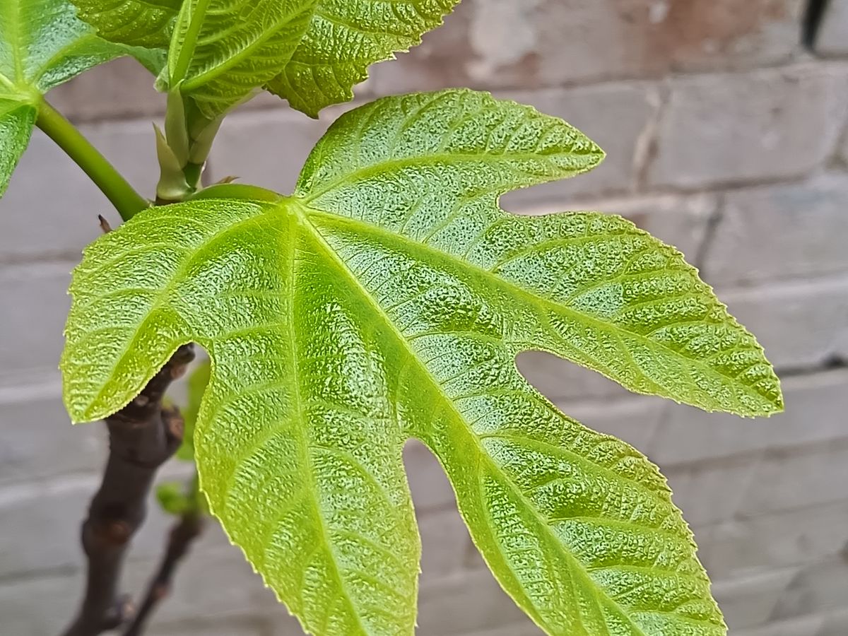 Honor 400 Lite camera samples