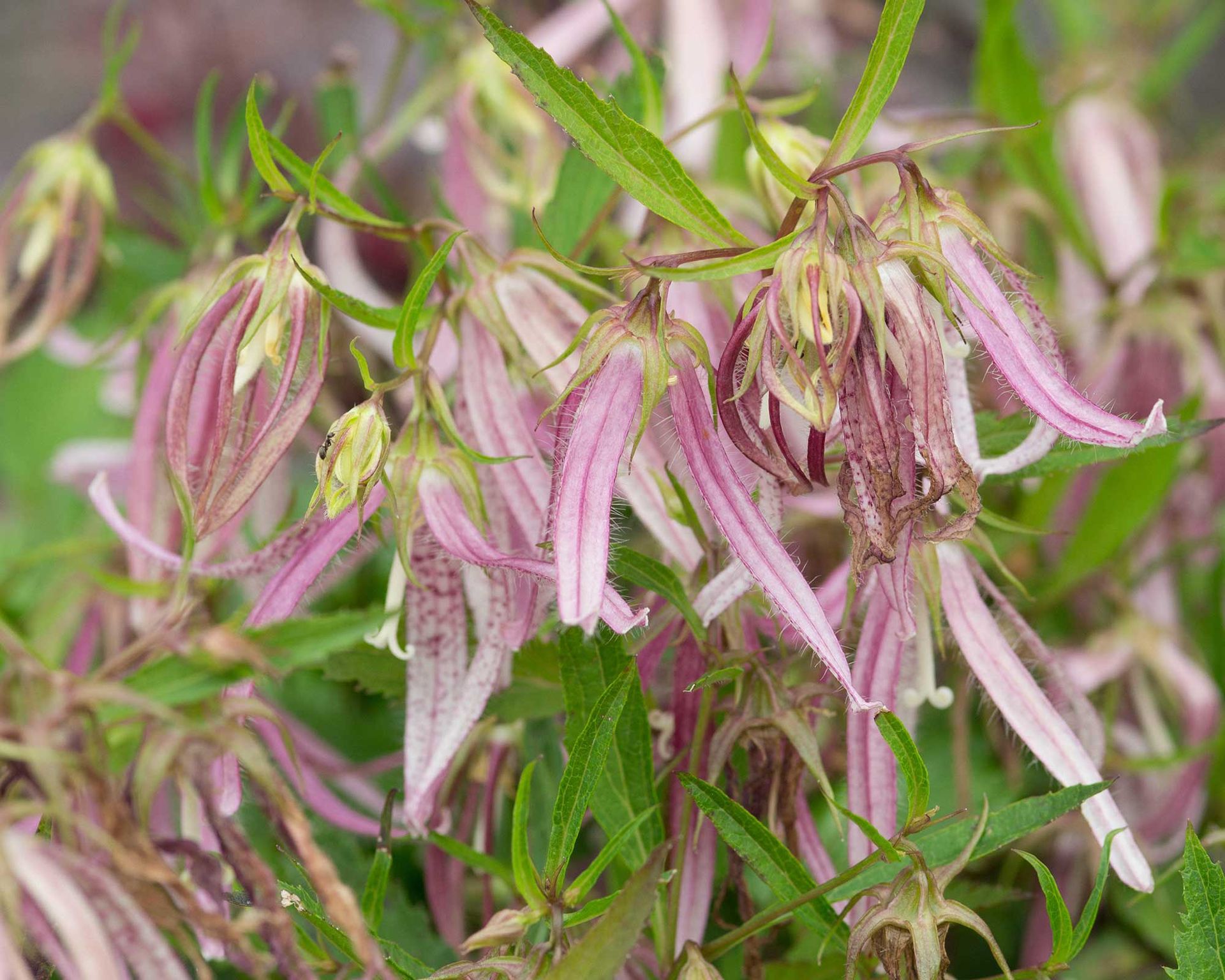 Campanula varieties: 15 top choices | Gardeningetc