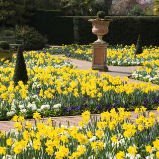 lots of daffodils planted in a formal garden