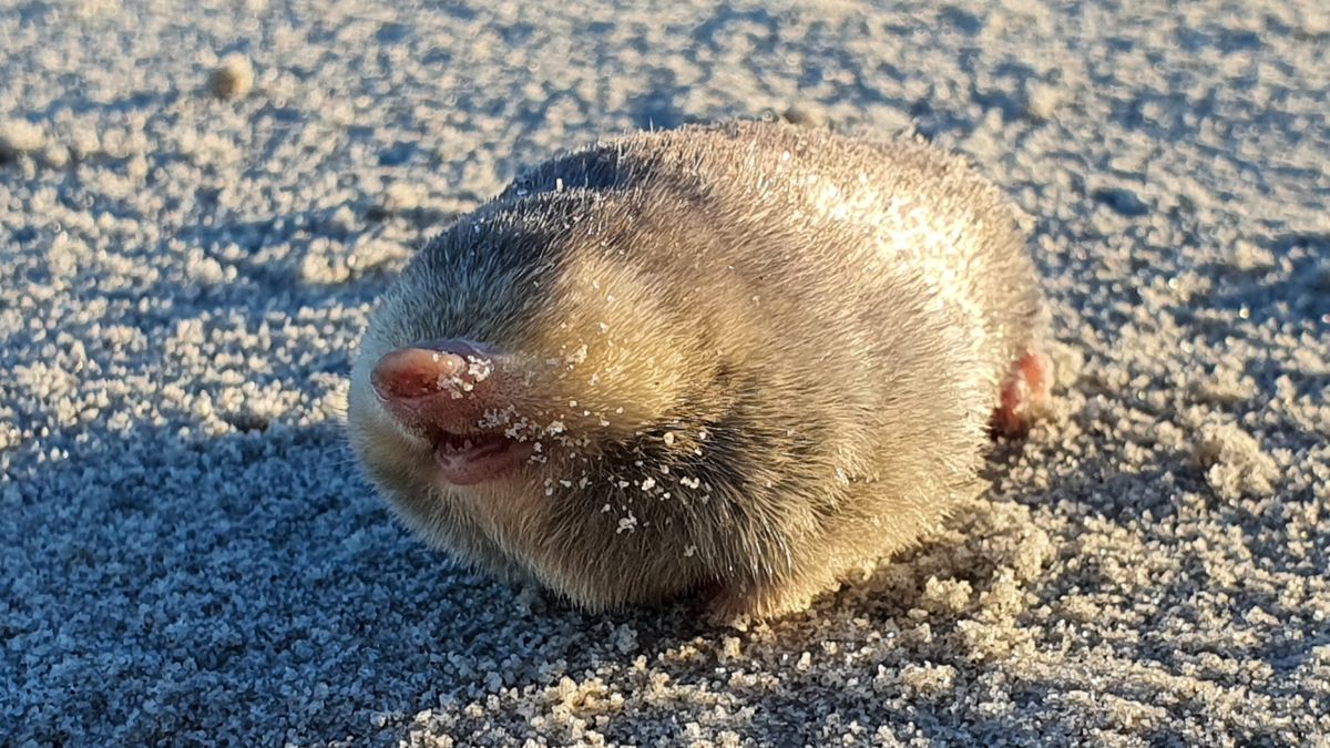 Shimmering golden mole thought extinct photographed and filmed over 80 ...