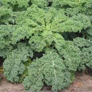 Kale