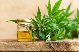 CBD is a molecule found in cannabis and has become an increasingly popular ingredient in therapeutic oils and alternative medicines.