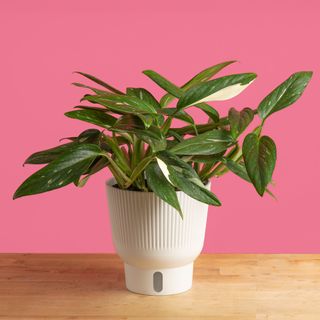 A variegated monstera plant against a pink wall