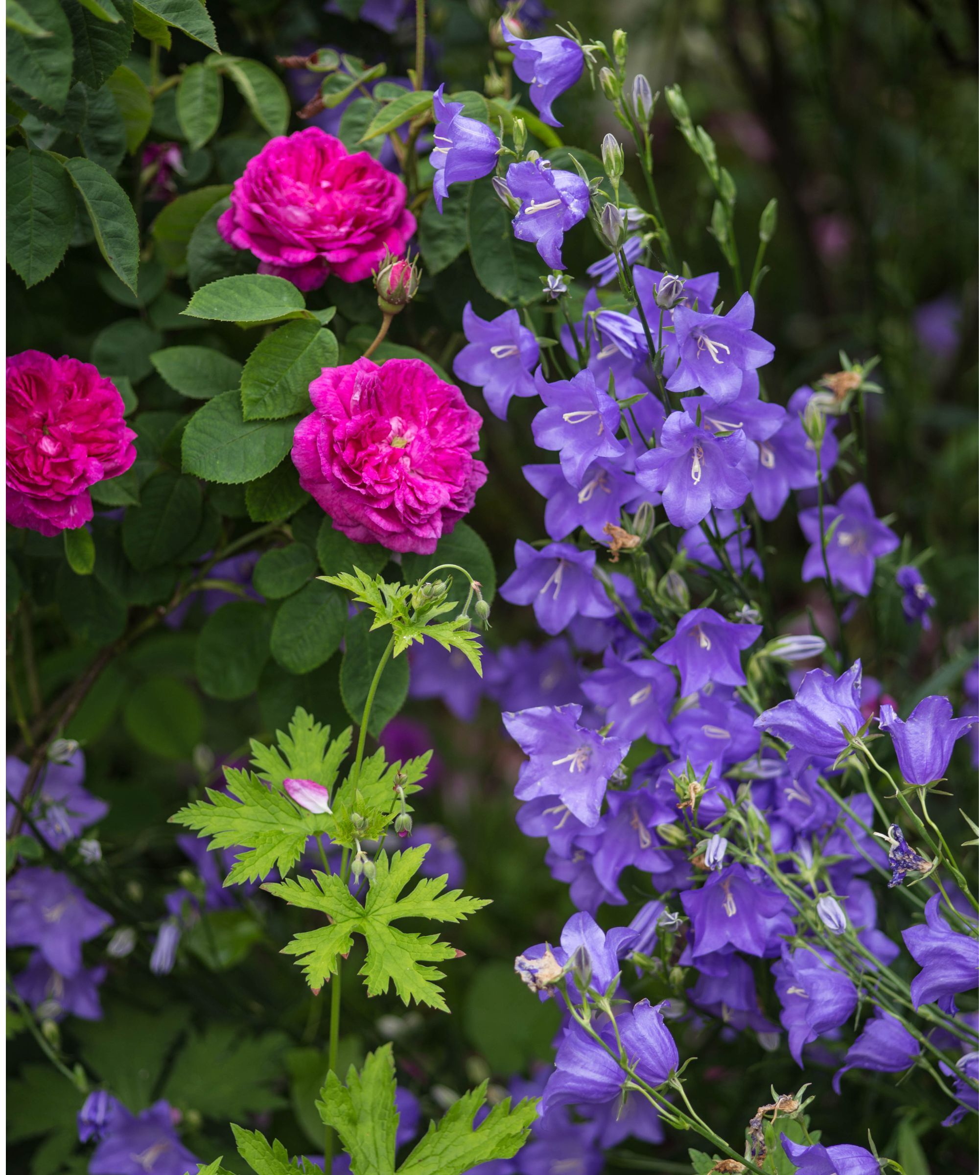 Campanula and pink rose in a border