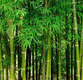 Tall bamboo tree
