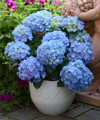 blue hydrangea in pot