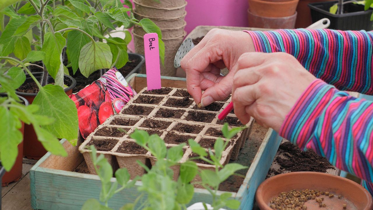 Starting beet seeds in seed modules