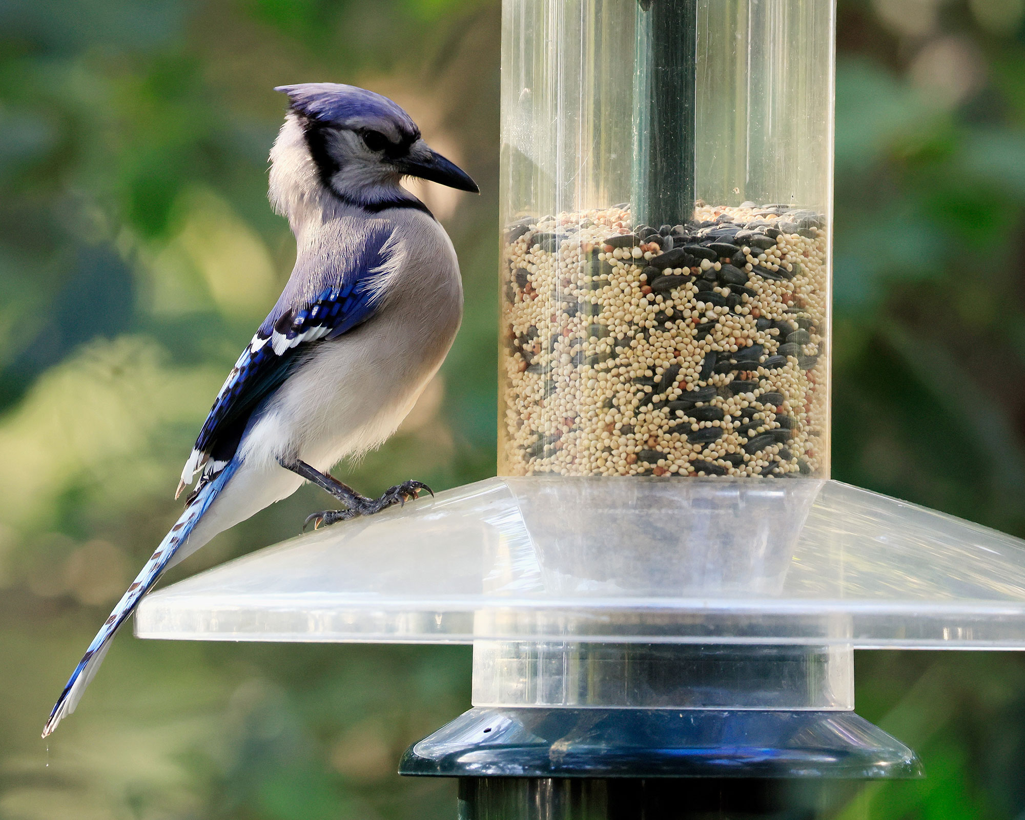 A Blue Jay populates the Green Cay Nature Center and Wetlands on February 26, 2024 in Boynton Beach, Florida. The weather in Florida provides a welcome habitat to many species of birds and other animals