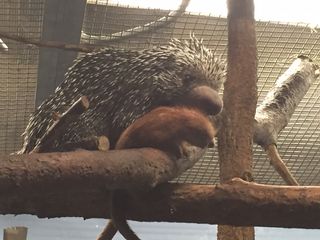 extreme births, prehensile tailed porcupine
