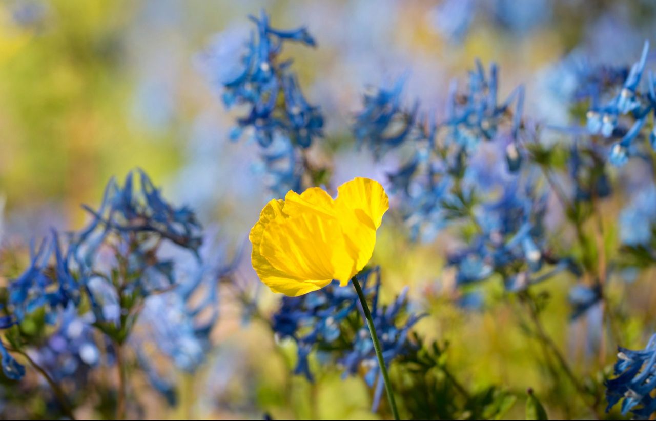 Papaver cambricum, aka Welsh poppy – welcome it when it grows.