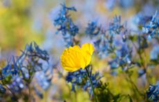 Papaver cambricum, aka Welsh poppy – welcome it when it grows.