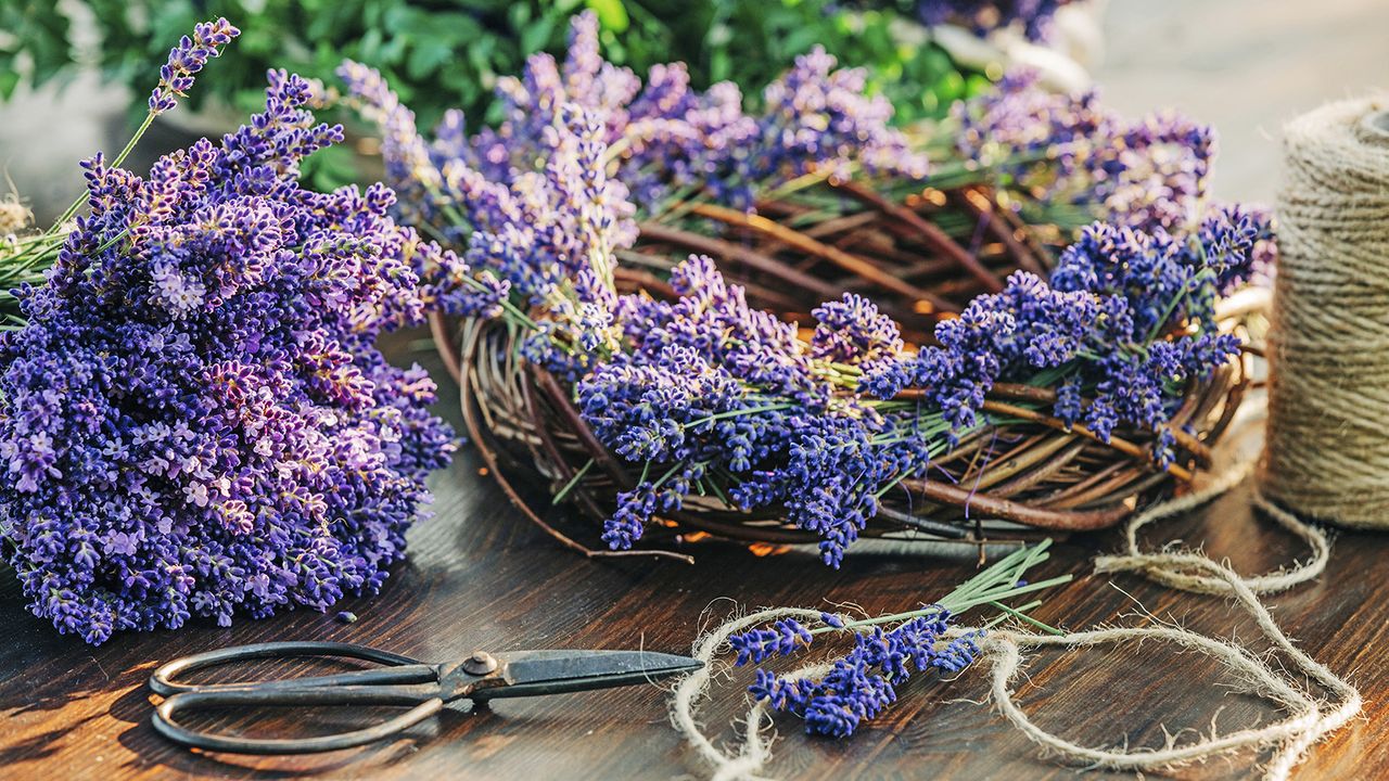 Homemade lavender wreath using freshly harvested lavender