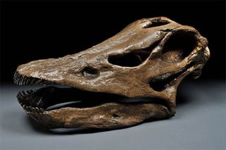 This skull is from a 13-ton sauropod, Diplodocus.