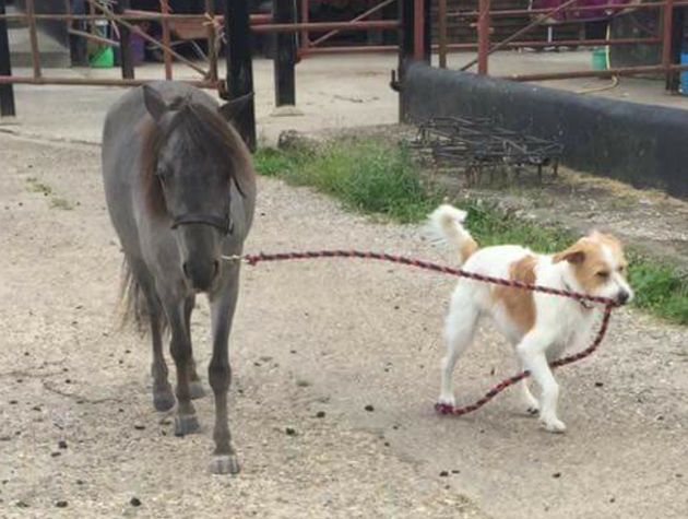 &ldquo;Here is my dog Susan and my miniature horse Zari. They are best friends. Susan rides Zari in and out from the field most days &mdash; they are honestly the best partnership.&rdquo; &mdash; Ellie Steele