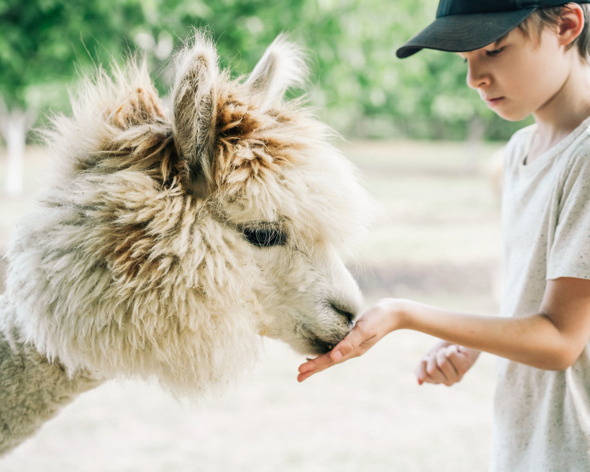 boy feeding alpaca from his hand