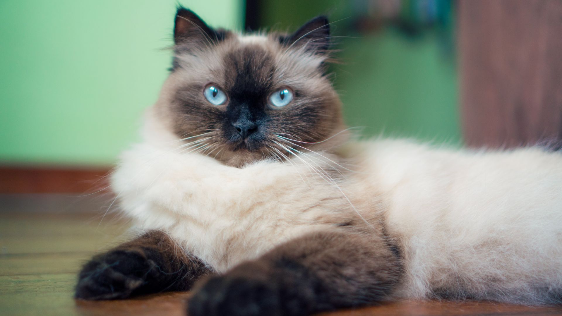 Crean color cat with blue eyes and dark brown points