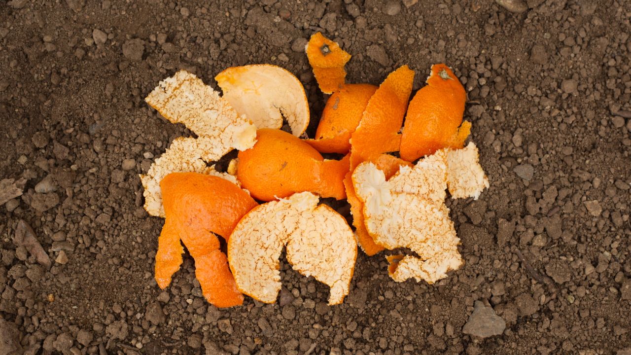 Orange peels on plants