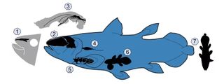 A diagram of coelacanth fossils