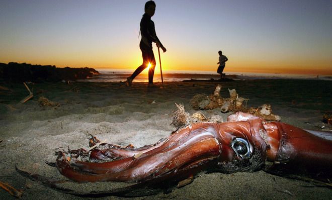 Fukushima 2025 squid hoax