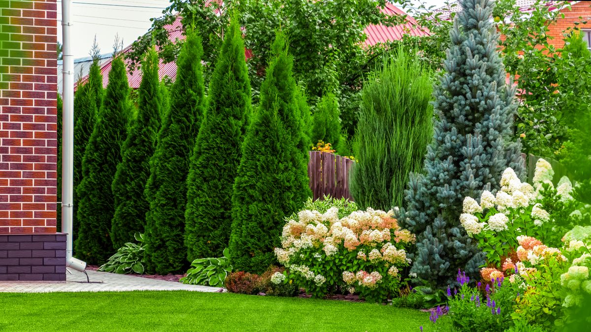 7 Fast-Growing Privacy Trees That Won’t Get Too Big – and Take Over Your Whole Yard