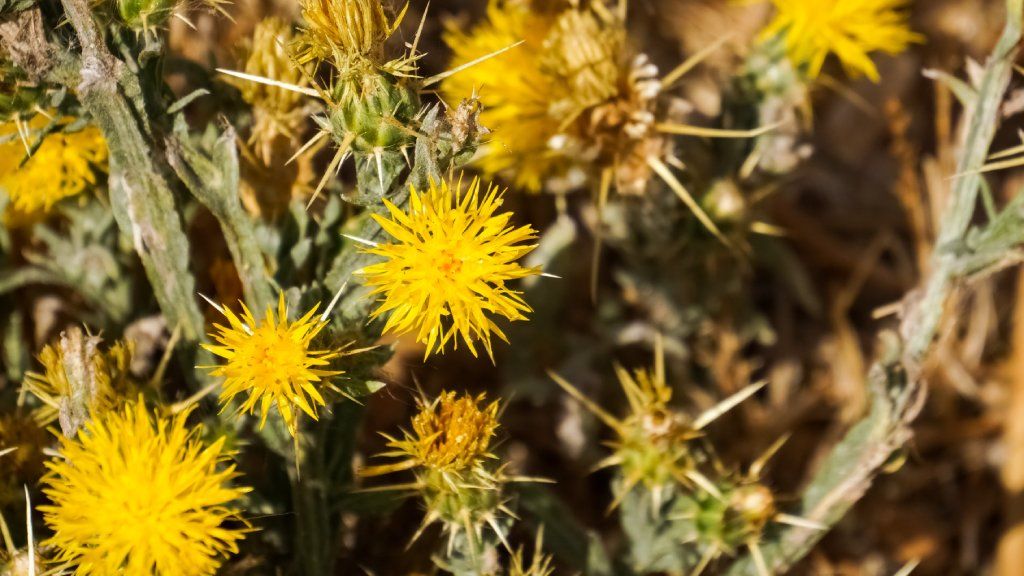 yellow starthistle flowers