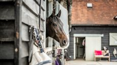 Stock-Images-at-Monks-Farm-73_297579602_202774371.jpg