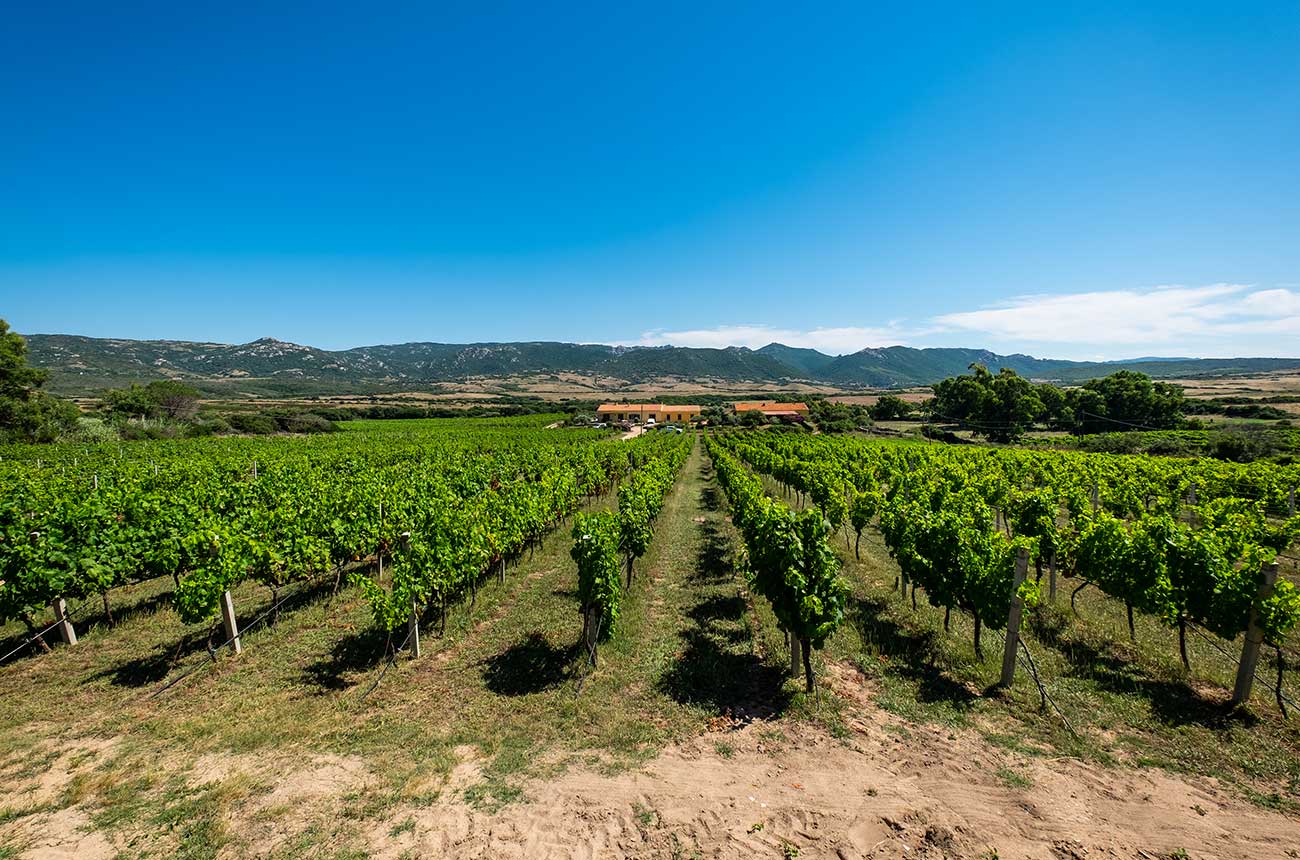vineyard property sardinia