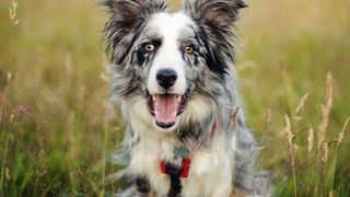 merle Border Collie