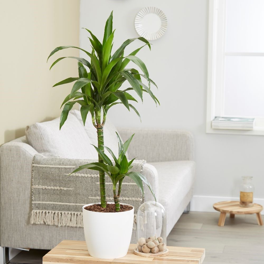 Best shade loving plants Real Homes