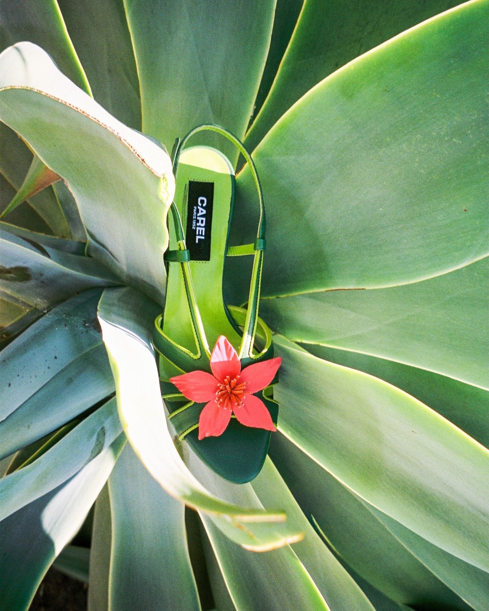 Carel Acai Sandals.