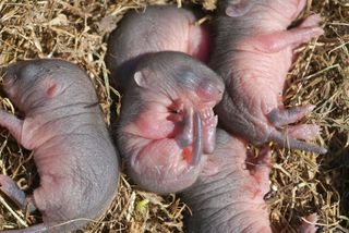 group of baby mice.