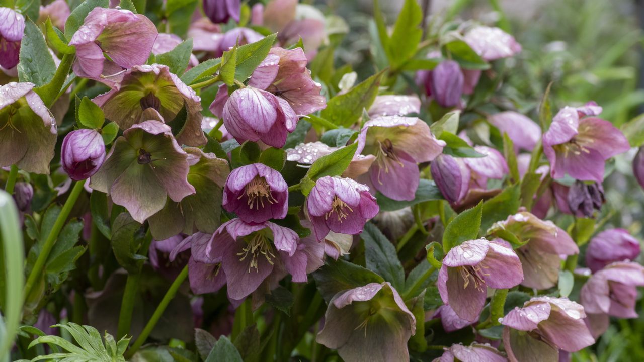 Hellebore with pink blooms