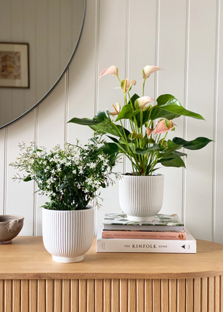 A credenza with a potted jasmine and a potted anthurium