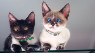 Two munchkin cats