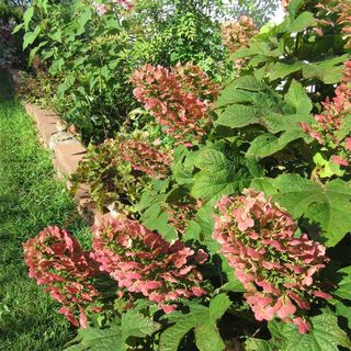 Ruby Slippers Oakleaf Hydrangea