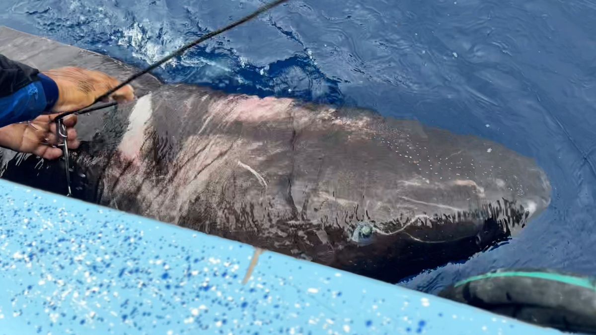 The shark looks like a Greenland shark but was released before a genetic sample could be collected.