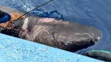 The shark looks like a Greenland shark but was released before a genetic sample could be collected.